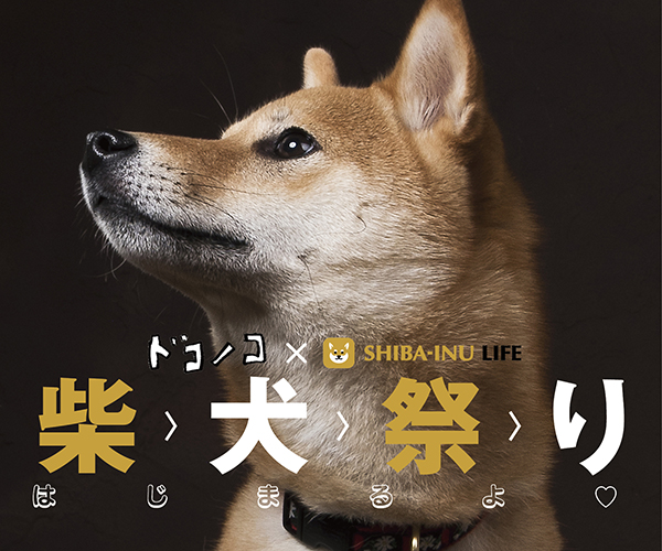 ドコノコ Shiba Inu Life 柴犬祭りがはじまります ドコノコ ドコノコ Shiba Inu Life 柴犬祭りがはじまります ドコノコ